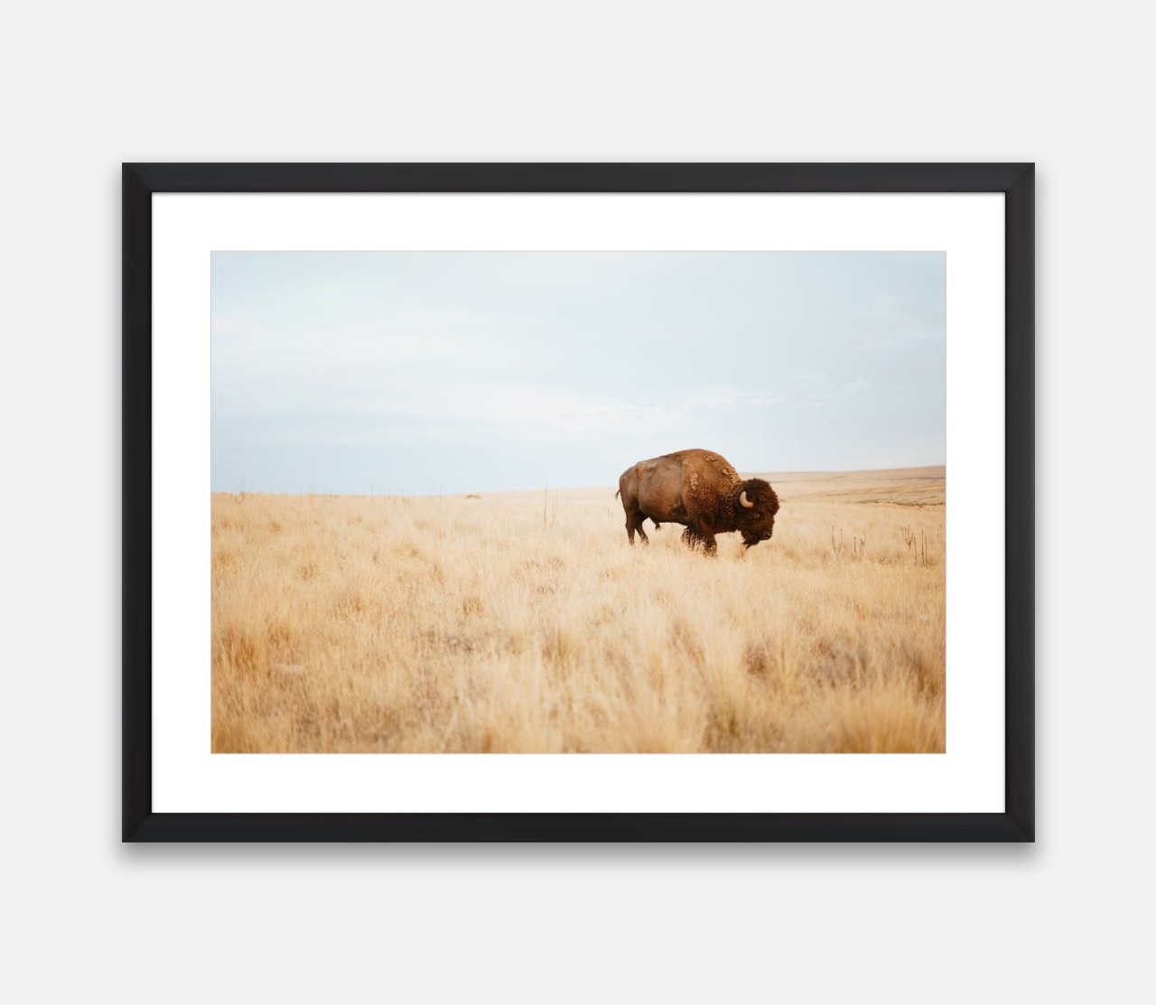 Buffalo Roams