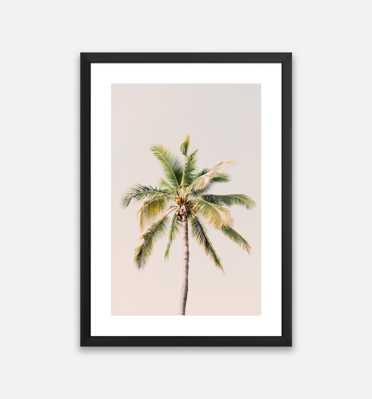 Palm Palm